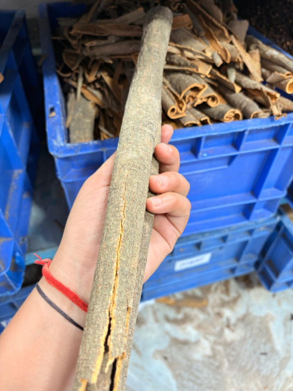 Cinnamon
