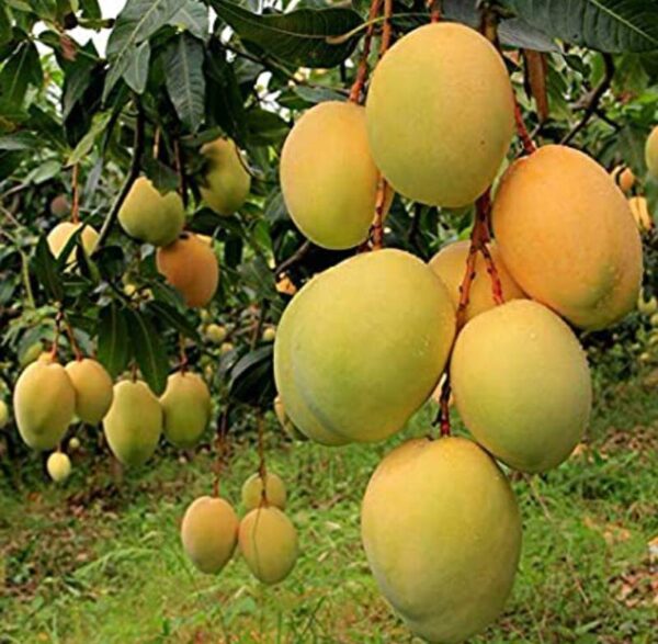 Alphanso mango