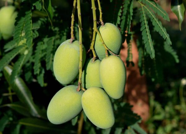 Deshari mango