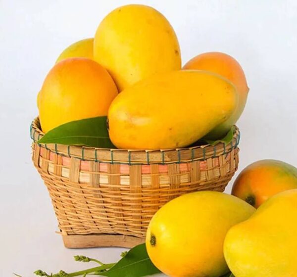 Kesar mango