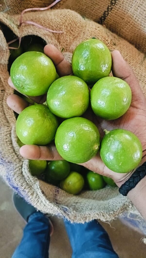 LEMON
