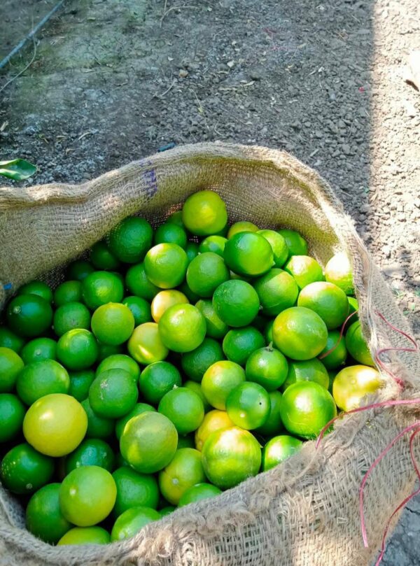 LEMON