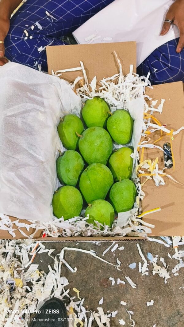 Alphonso Mango Exporter and supplier