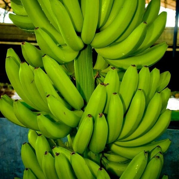 Cavendish Banana Market Price / Cavendish Banana Premium Quality