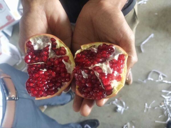 Natural Fresh Pomegranate  from Exporters in India