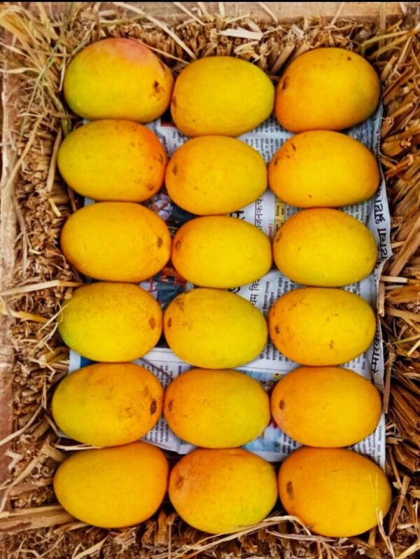 Alphonso Mango Exporter and supplier
